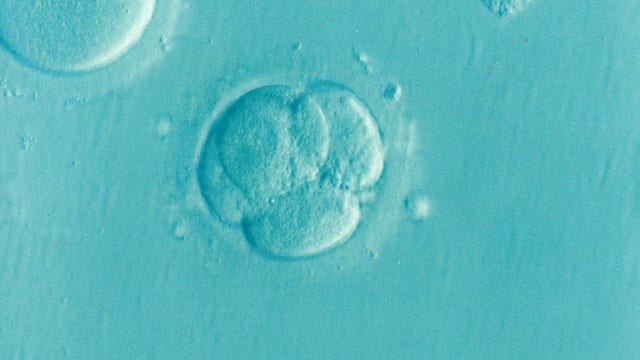 överstimulering ivf